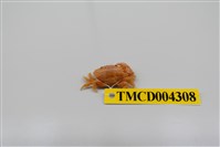 藏品(顯赫擬扇蟹)的圖片